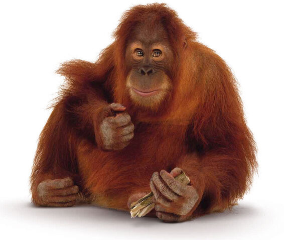 File:Orangutan-image-900.jpg