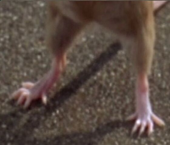 File:Mouse'sFeetLooksSpikyInGarfield.jpg