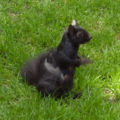 Black griffen squirrel