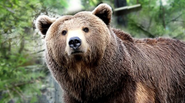 File:GrizzlyBear-photofurl.jpeg