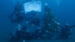DiveTeam 37.5Meters tree