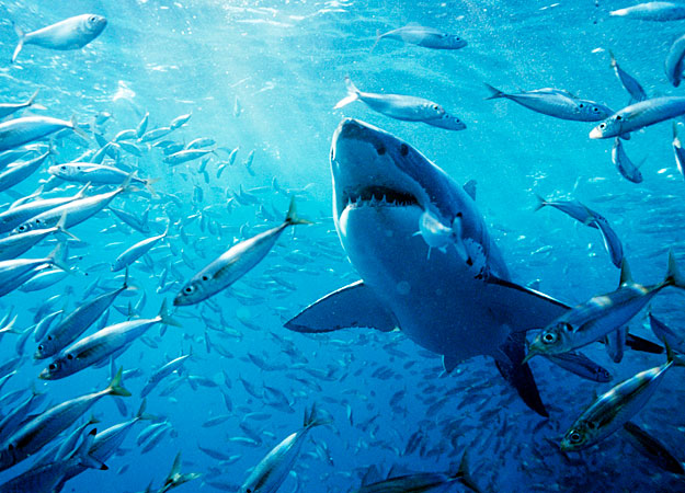 File Great White Shark Fish 625x450 Jpg