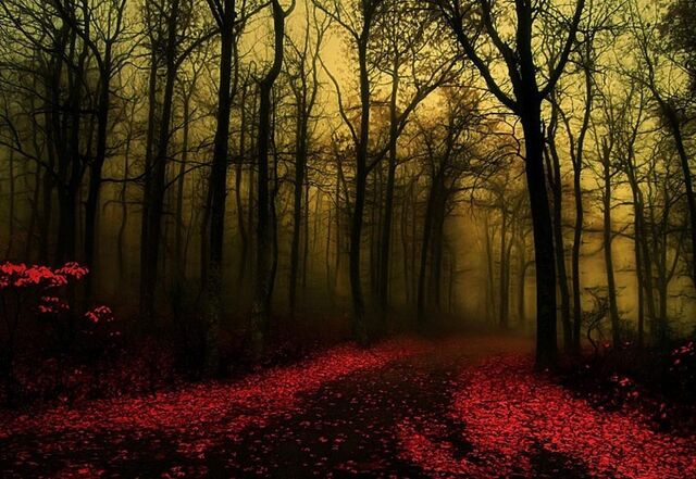 File:Dawn-Forest-Wallpaper.jpg