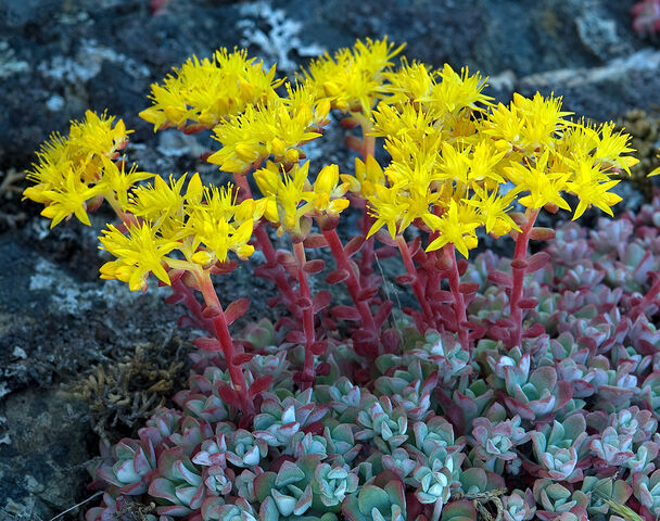 File:Sedums.jpg