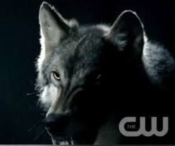 File:Klaus Werewolf Form.jpg