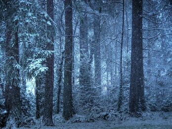 Snowy forest wallpaper o1jkh1