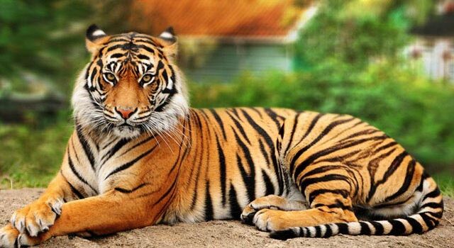 File:Tiger8.jpg