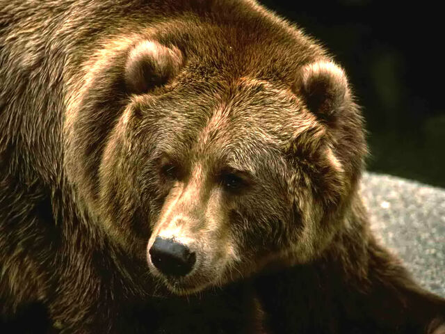 File:Brown-grizzly-bear.jpg