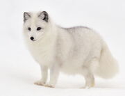 Arctic Fox 2