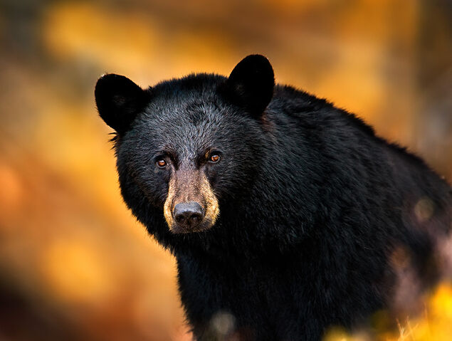 File:Blackbear-headshot.jpg