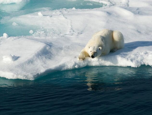 File:Sn-polarbears-thumb-autox600-5000.jpg