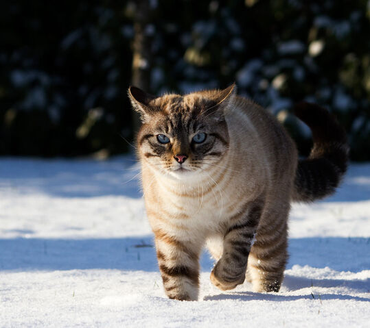 File:Cat King.jpg