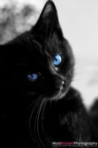 File:Ravenheartblue.jpg