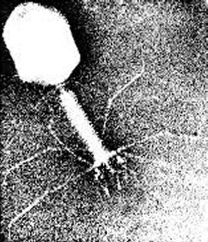File:Phage.jpg