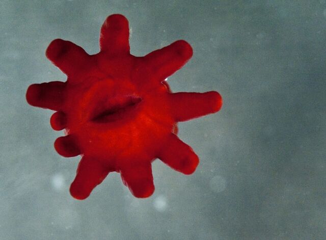 File:Plasmic-suckler.jpg