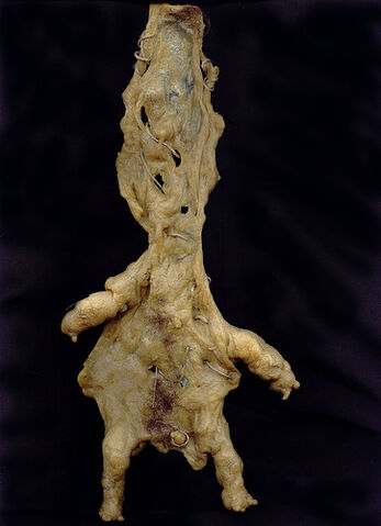 File:Plasmic-chuckles.jpg