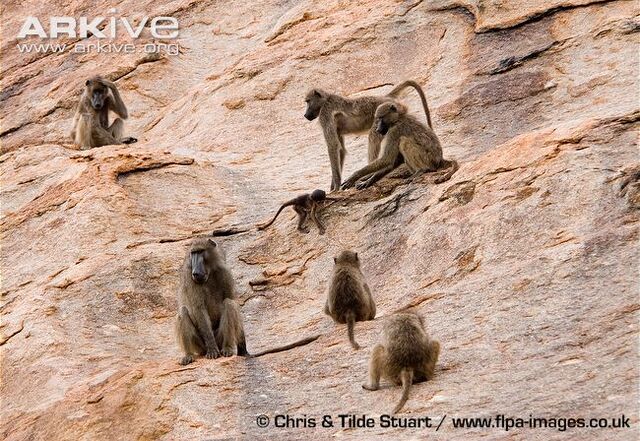 File:Baboon.jpg