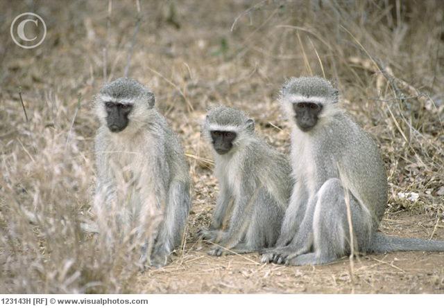 File:Monkey.jpg
