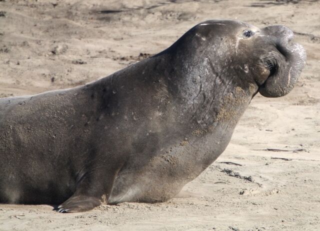 File:Big Nose.jpg