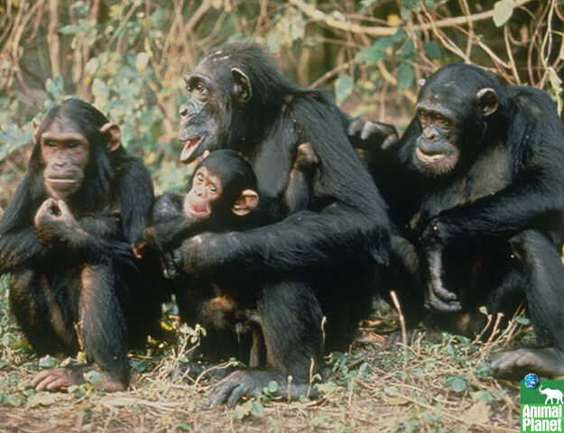 File:Chimpanzee Life.jpg