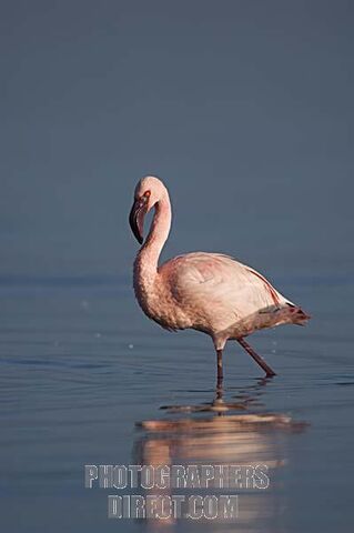 File:Lesser Flamingo.jpg