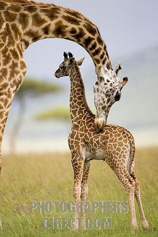File:Masai Giraffe.jpg