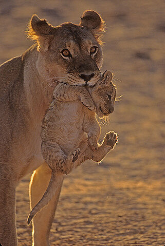 File:Lion.jpg