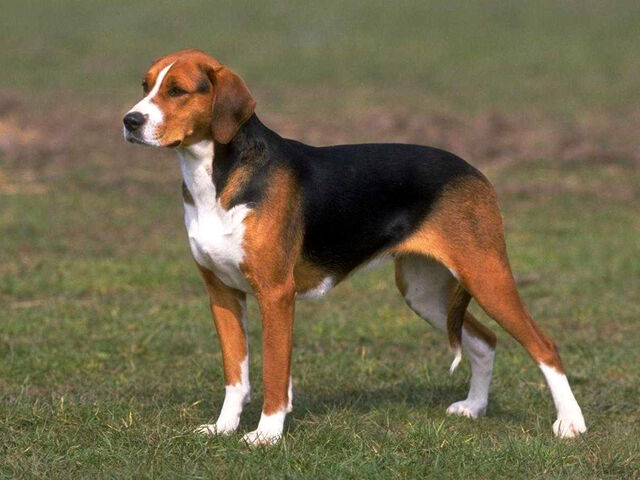 File:Beagle.jpg