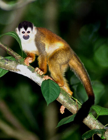 File:Squirrel Monkey.jpg