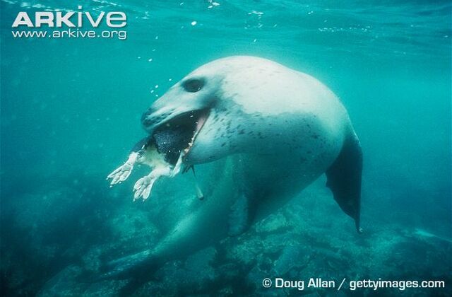 File:Fierce Seal.jpg