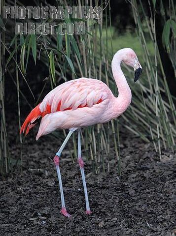 File:Flamingo.jpg
