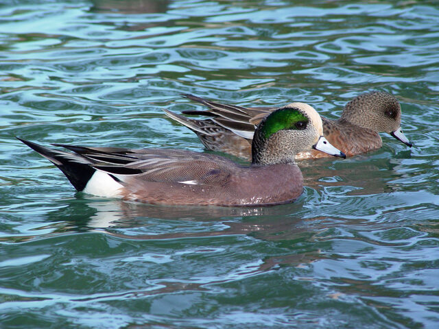 File:American Wigeon.jpg