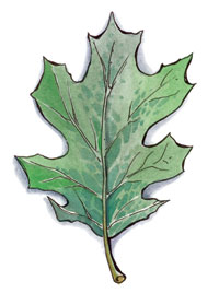 Silvanus symbol.jpg