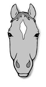 Caballo estrella.jpg