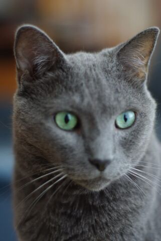 File:Anyufeline.jpg