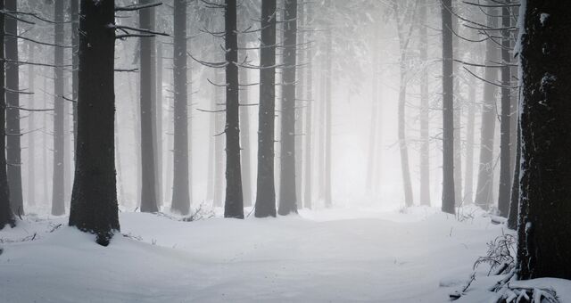 File:Snowy-Forest-Images-Wallpaper.jpg