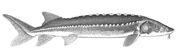 Sturgeon-esturgeon