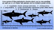 Large-prehistoric-shark-comparison