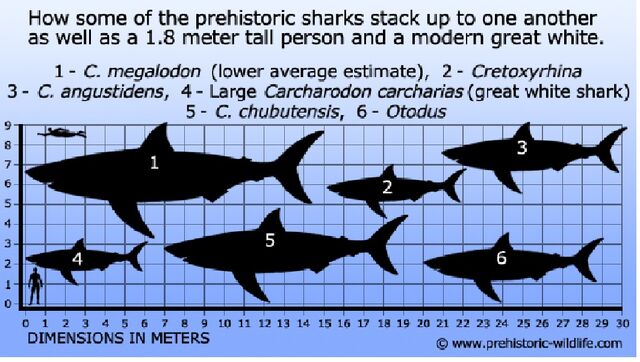 File:Large-prehistoric-shark-comparison.jpg