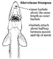Shovelnose sturgeon