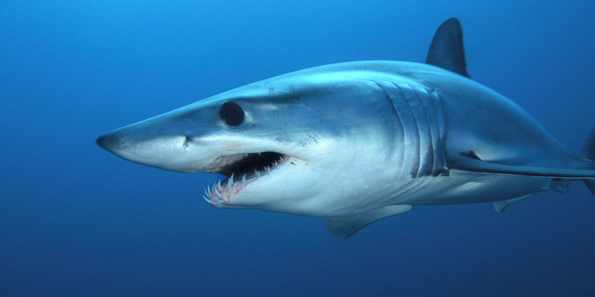 real-information-about-the-mako-shark-sharks-of-hungry-shark