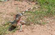1200px-Iguana from Vereda del Lago 2