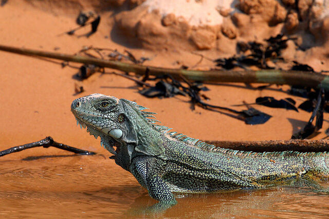 File:1200px-Green iguana (Iguana iguana).jpeg