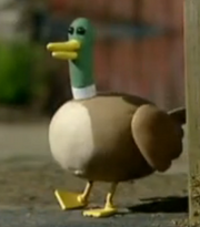 Duck