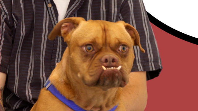 What Is Shay Carl S Dogs Name What Is Shay Carl S Dogs Name