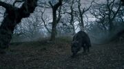 Barghest