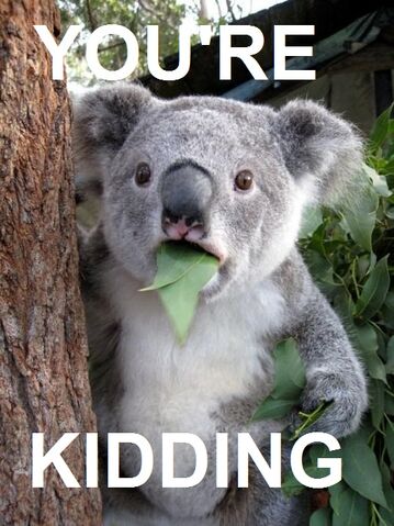 File:Surprised-Koala.jpg