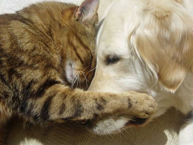 File:Cats and dogs 15.jpg