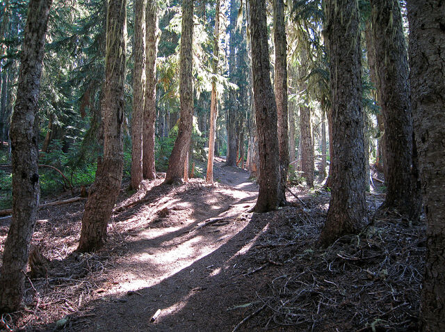 קובץ:Forest Trail.jpg