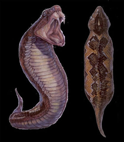 File:Tsuchinoko.jpg